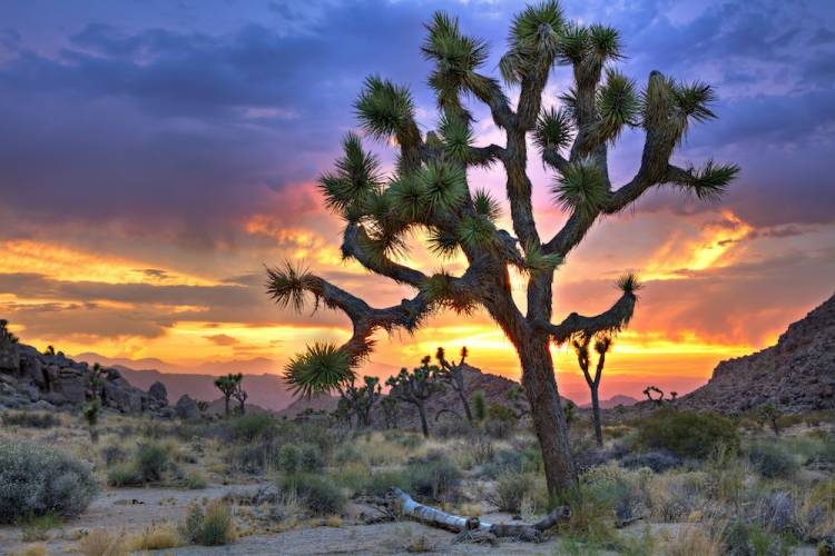 Joshua Tree National Park joshua tree national park