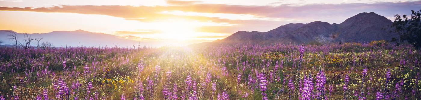 joshua tree wildflowers